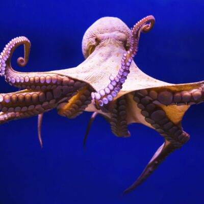 Oceanarium Gran Canaria Bilety Poema del Mar Las Palmas