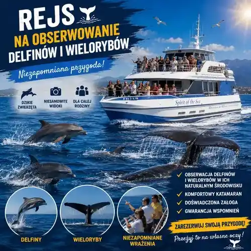 Obserwacja delfinów i wielorybów na Gran Canarii Rejsy 7 dni w tygodniu